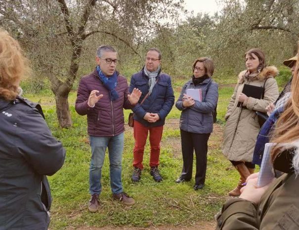 visit to an olive oil farm
